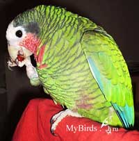 Амазон ест таблетку Карсила - добровольное скармливание лекарства попугаю